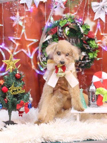 20231221モカくん